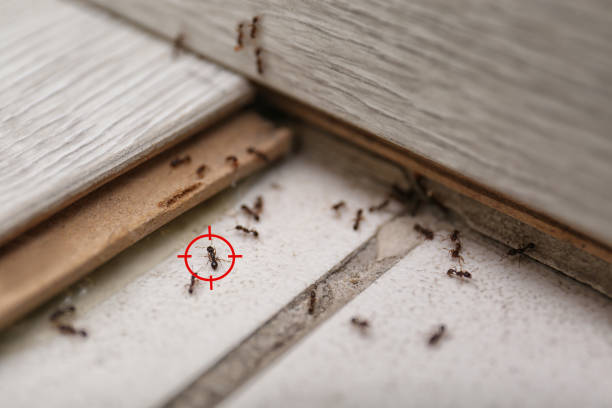 Best Termite Control Services  in Columbia, MO