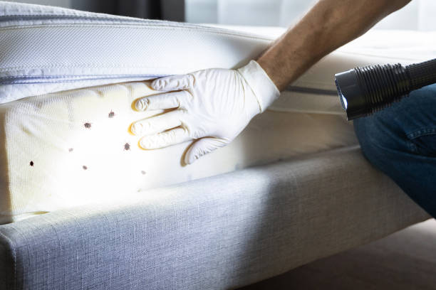 Best Pest Prevention Services  in Columbia, MO