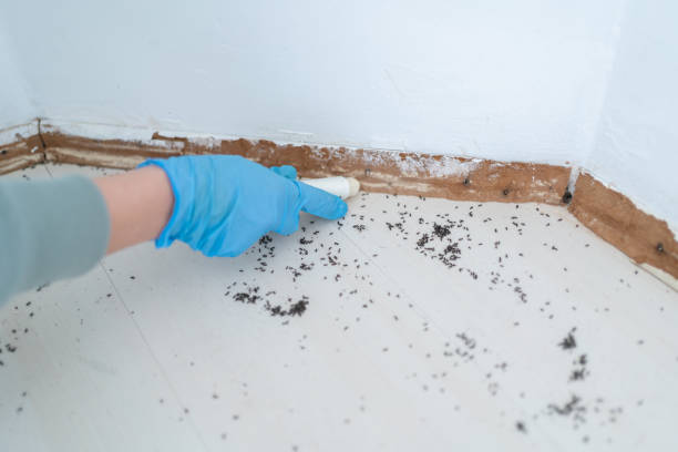 Best Local Pest Control Services  in Columbia, MO